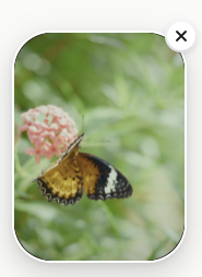 Popup preview image